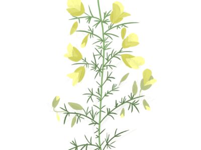 terapeuta flores de Bach